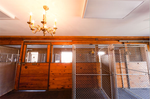 Exploring Hunt Club Boarding Kennel: The Premier Pet Care Option in Virginia Beach